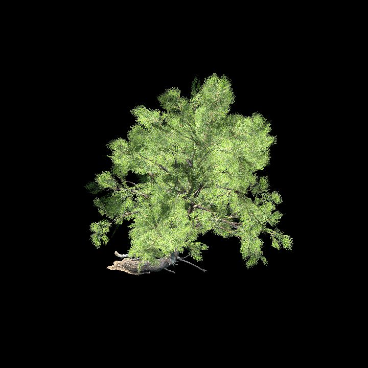Pine tree #2