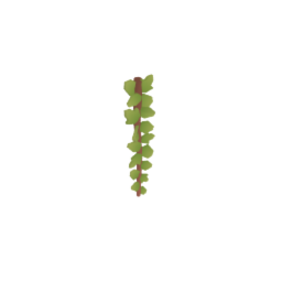 Hanging Vine