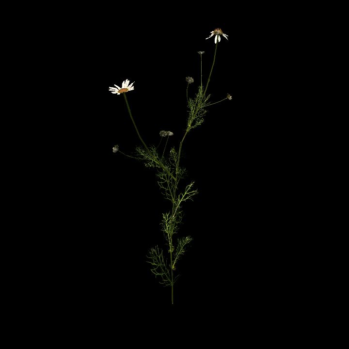 Nature, Plant, Chamonile 2