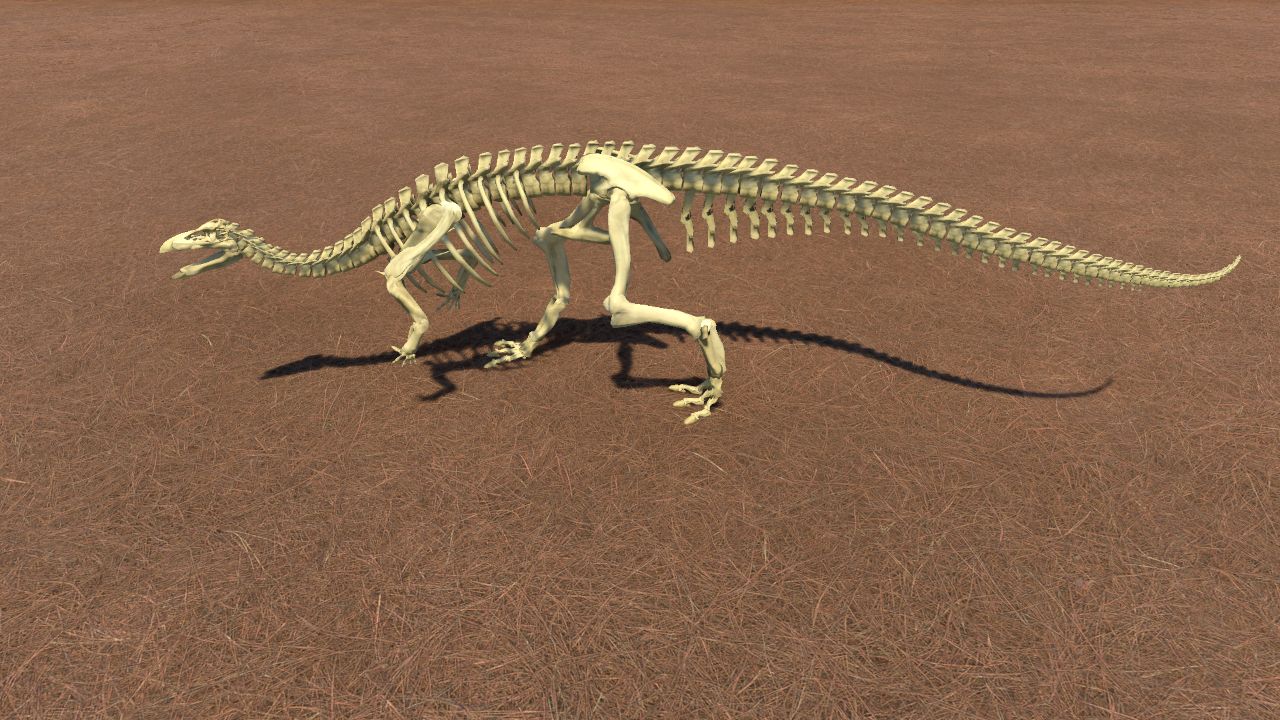 Camptosaurus Skeleton