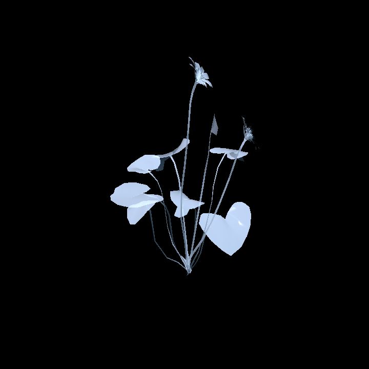 Ice - plant flower