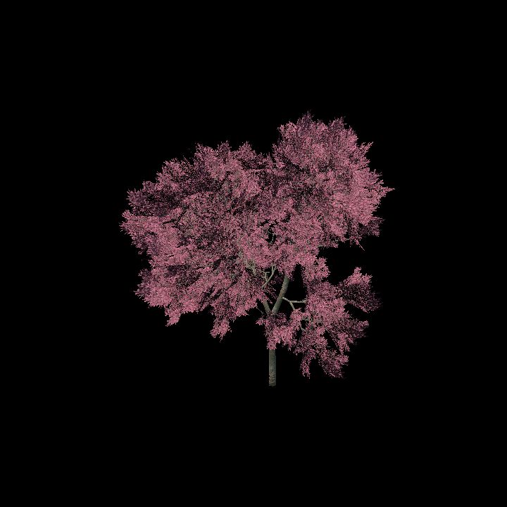 Nature, Tree 1