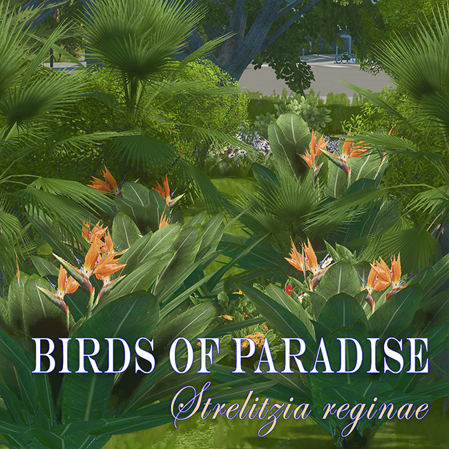 Birds of Paradise Bush preview