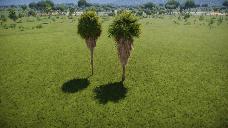 Washingtonia filifera 01 JJ