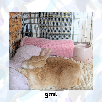 bunny magnifier