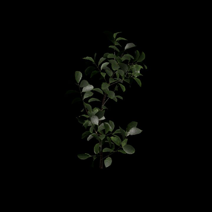 Nature, Plant, Greater Burdock 5