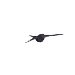 Flying bird 1