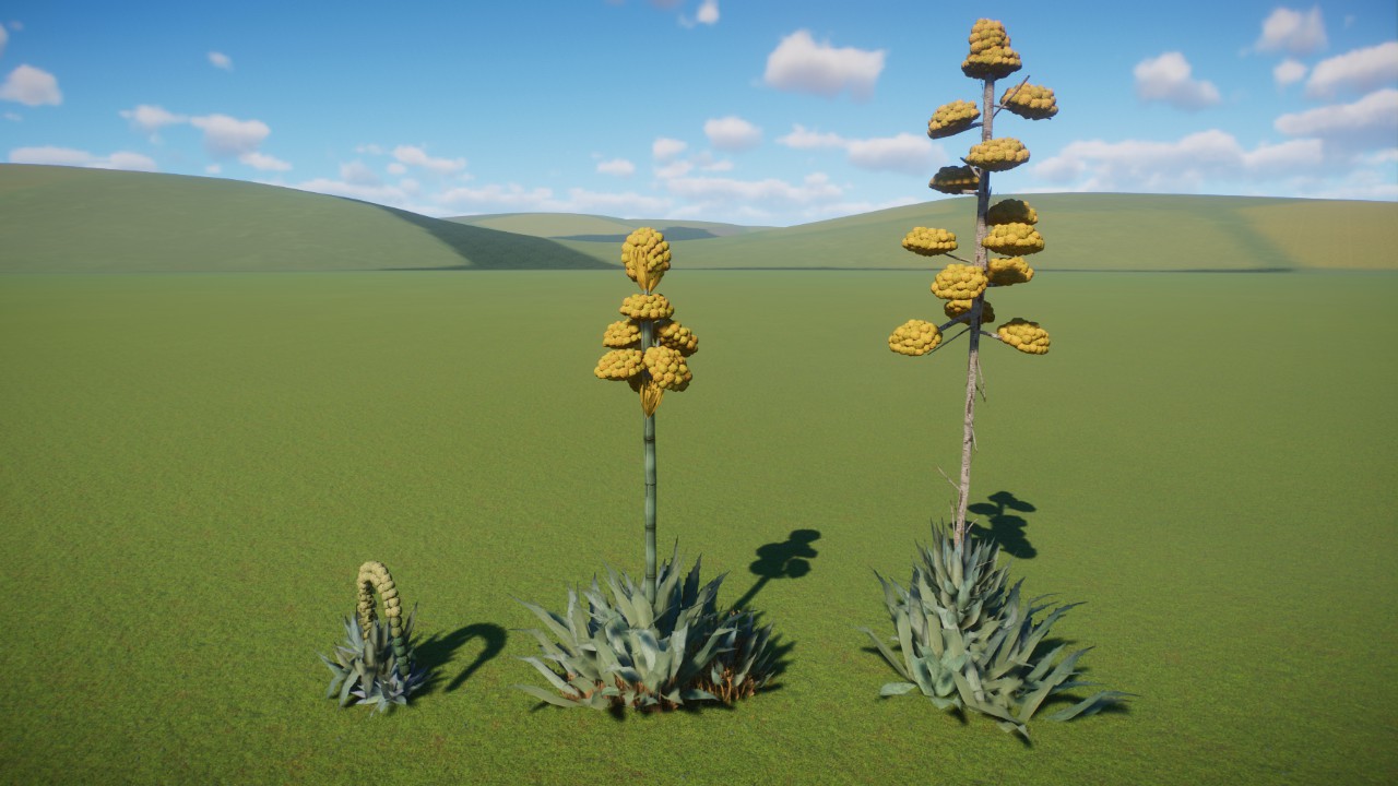 Flowering Agave Plants