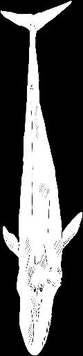 Blue Whale