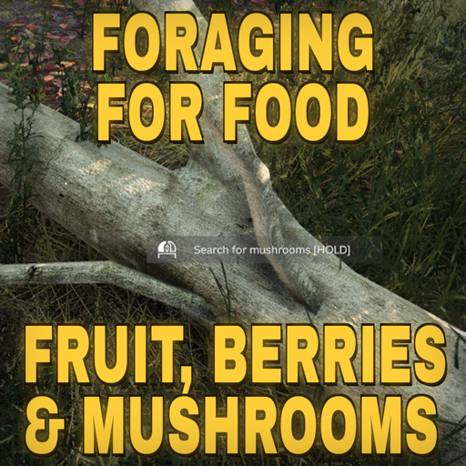 BNB-Foraging