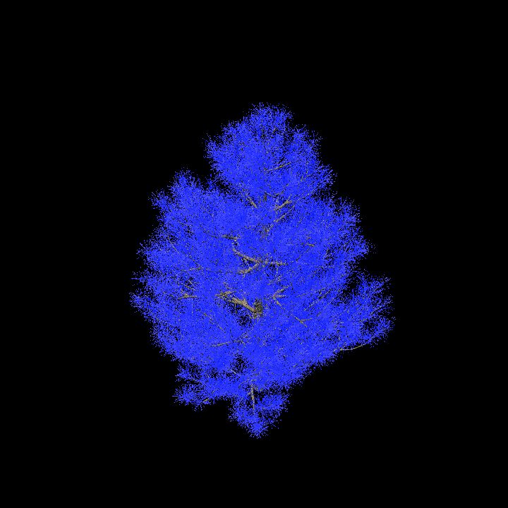 Glowing Pine _4