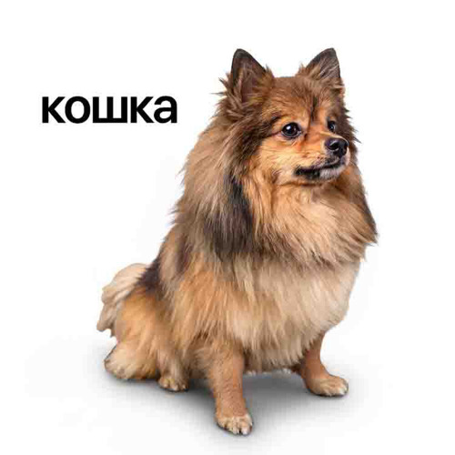 Lida - Кошка (Cat) preview
