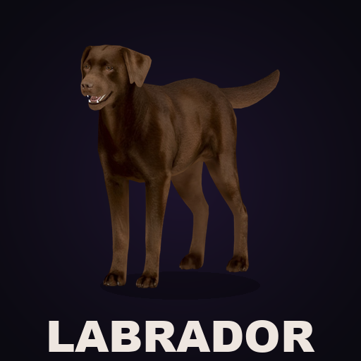 CD Labrador