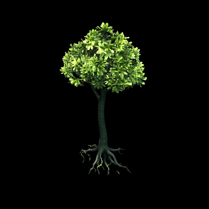 Mangrove Tree 1