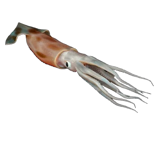 squid