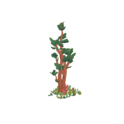 Woodland Spruce