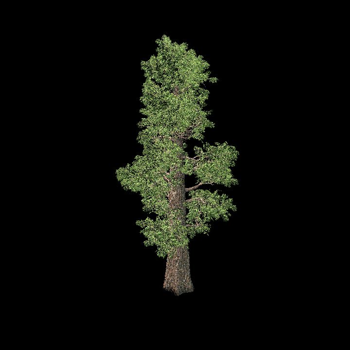 Sequoia1
