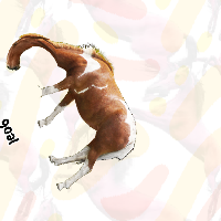an ant and its eater