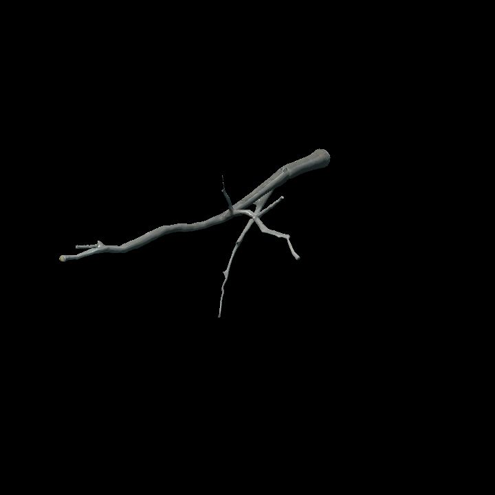 Nature, Twig 1