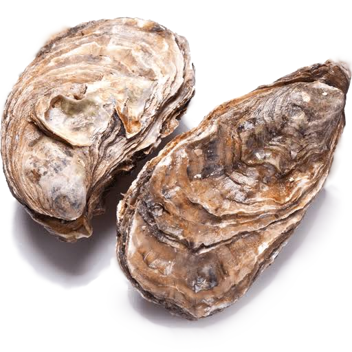oysters