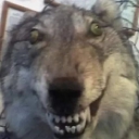 Lobo Loco preview