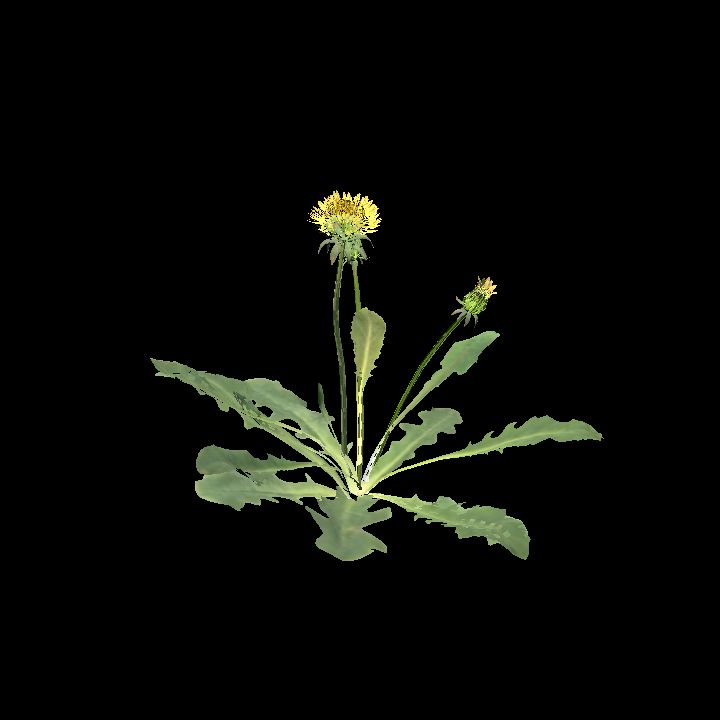 Dandelion plant D