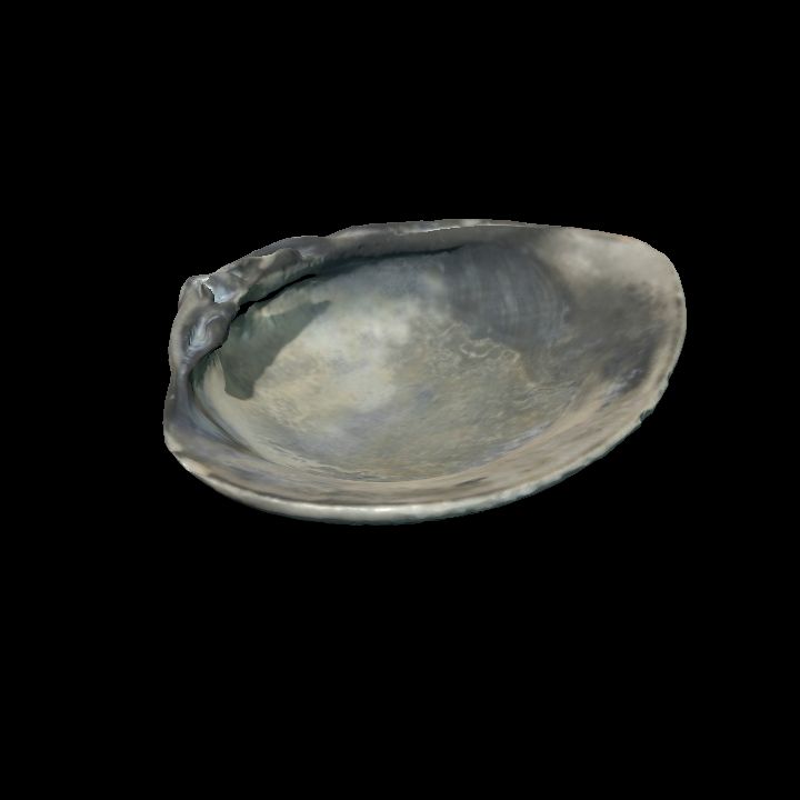 Seashell 1
