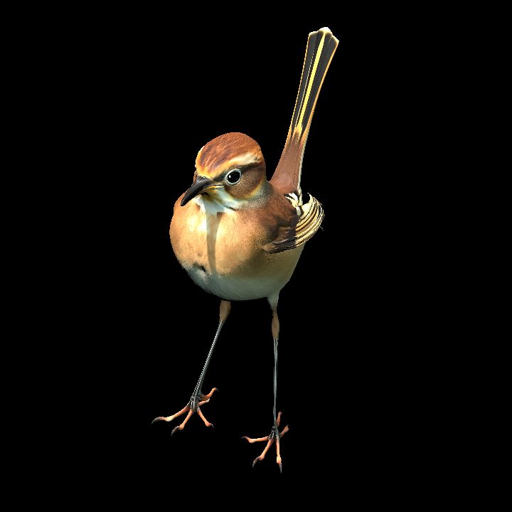Marsh Wren