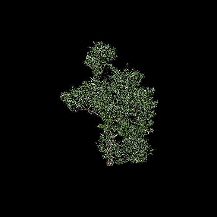 Nature, Tree, Pinus Pinea 2
