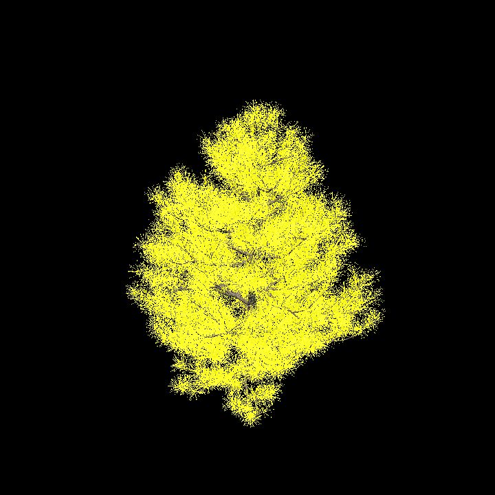 Glowing Pine_1