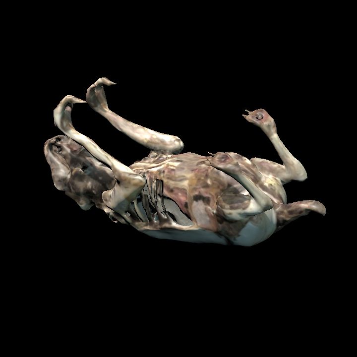 Rotting rat on back