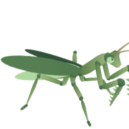 Praying Mantis