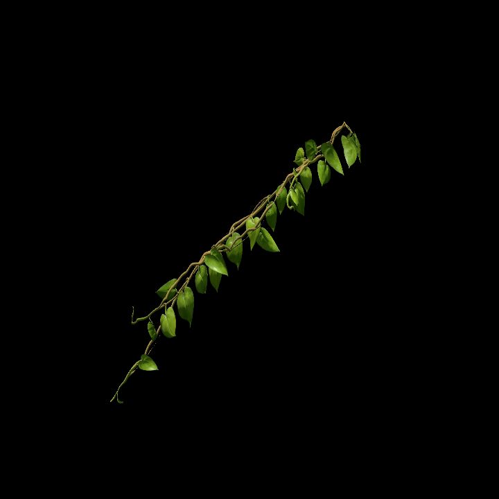 Vine_30