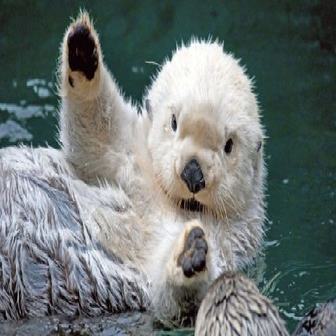 Otter – tModLoader Mod