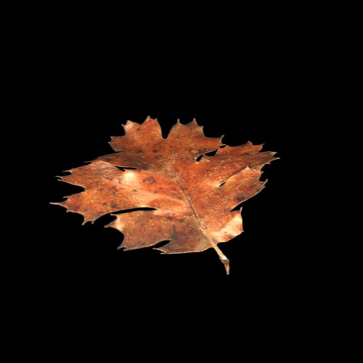 Nature, Leaf, Fall 11