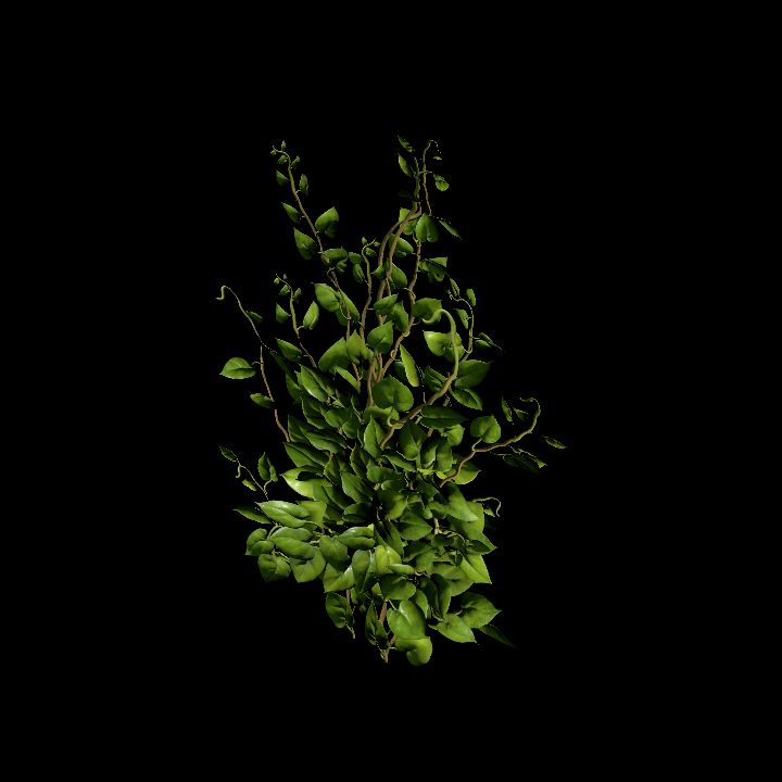 Vine_05
