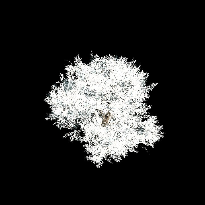 Nature, Tree, Ice 1