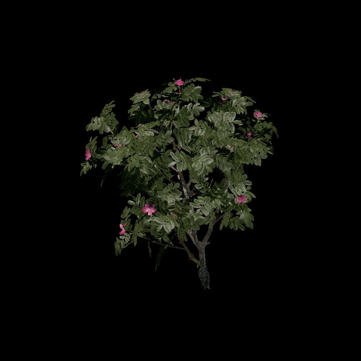 Nature, Plant, Rose Hip 4