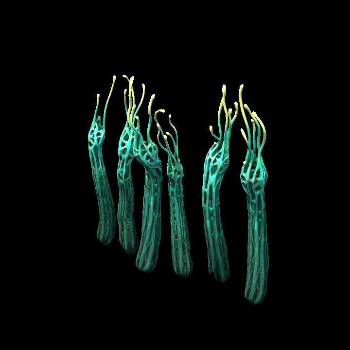 FUNGUS