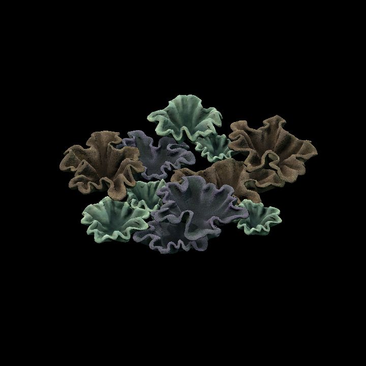 DA_Coral9_3a
