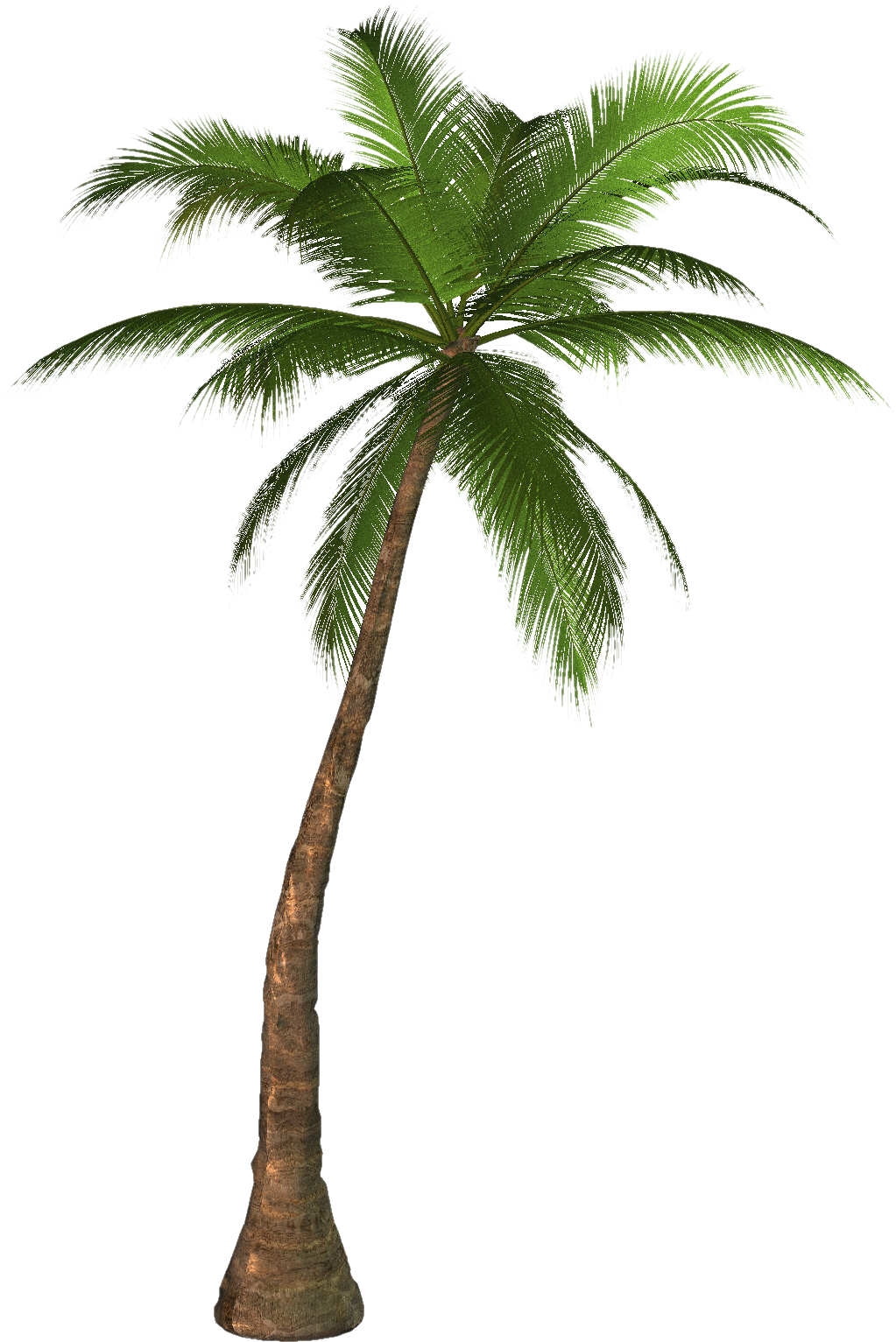 palm tree