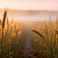 Dew-kissed wheat field at sunrise | SalyutSash preview