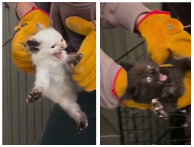 Steam Community :: Bongo Cat