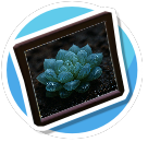 Haworthia - Succulent preview