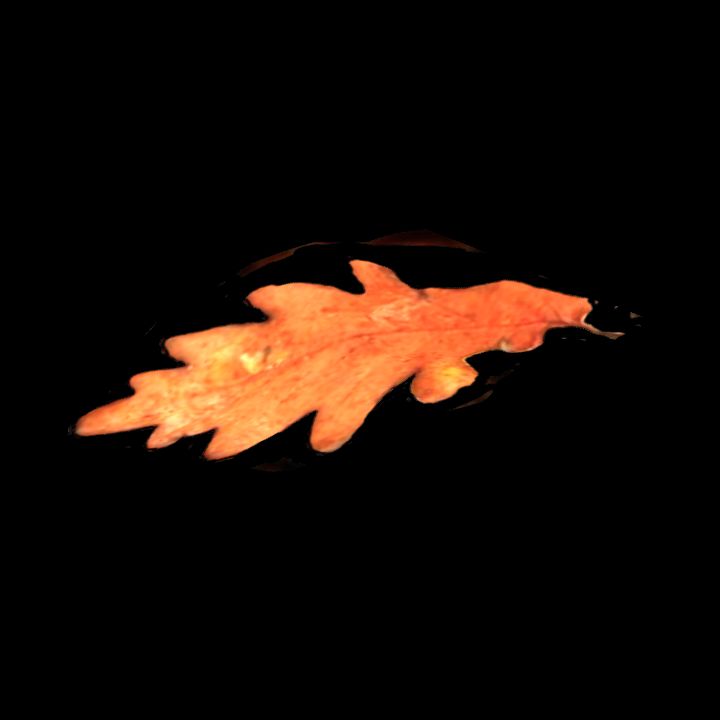 Nature, Leaf, Fall 9