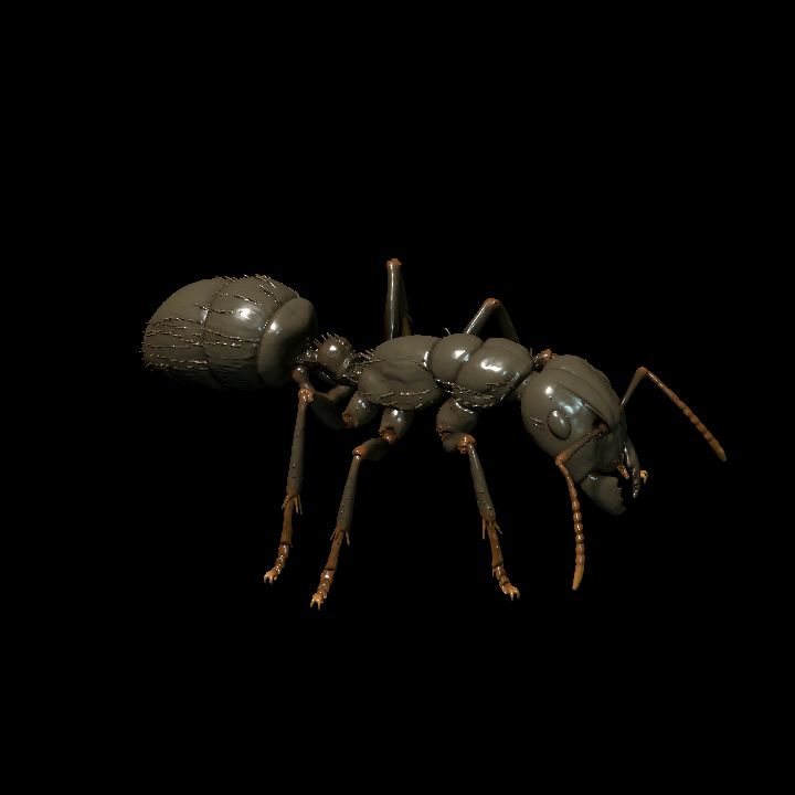 Giant Black Worker Ant