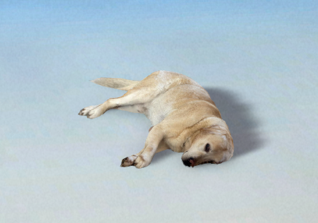 Cachorro dormindo 