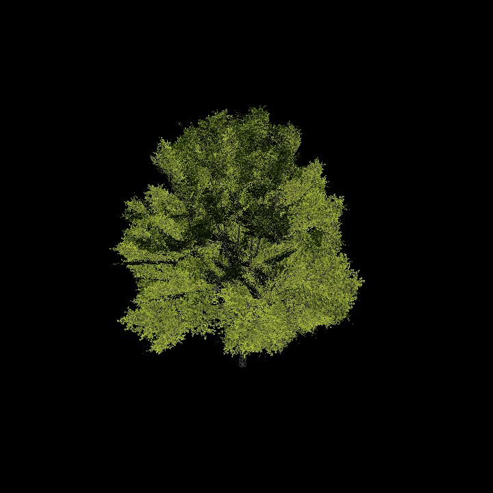Nature, Tree 9