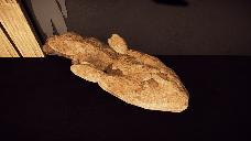 Tiktaalik Fossil Replica