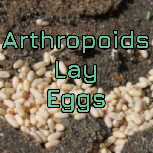 Arthropoids Lay Eggs